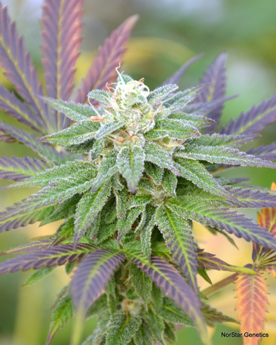 Frisco Snaps Regular Cannabis Seeds