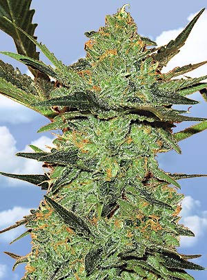 G-Force Feminized Marijuana Seeds