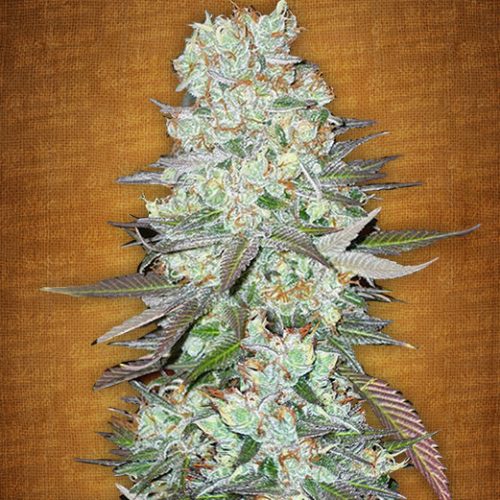 G14 Autoflowering Feminized Marijuana Seeds