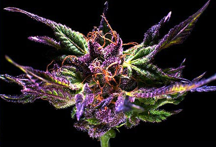 Grand Daddy Purple Feminized Marijuana Seeds