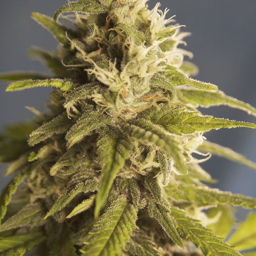 GG #1 Regular Cannabis Seeds