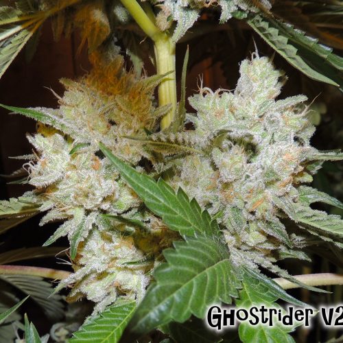 Ghostrider V2.0 Regular Cannabis Seeds