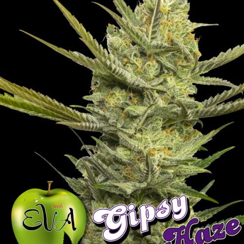 Gipsy Haze Feminized Marijuana Seeds