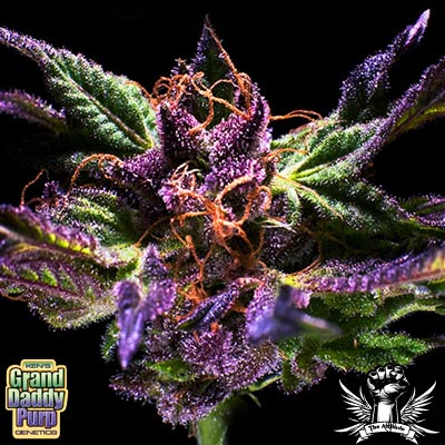 Grand Daddy Purple Regular Cannabis Seeds