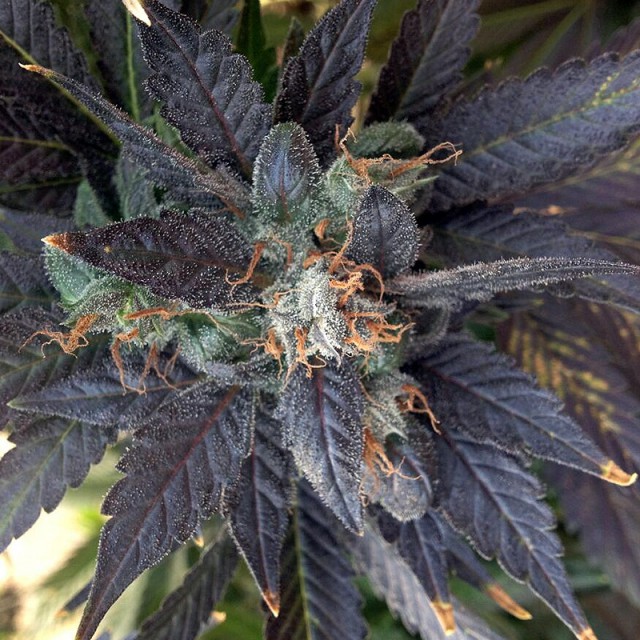 Grape Ox Regular Cannabis Seeds