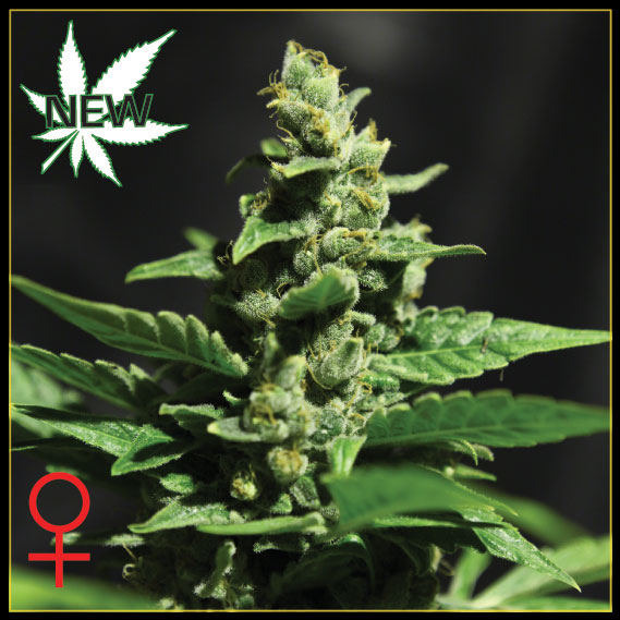 Green-O-Matic Feminized Marijuana Seeds