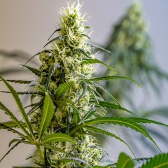 Green Avenger Regular Cannabis Seeds