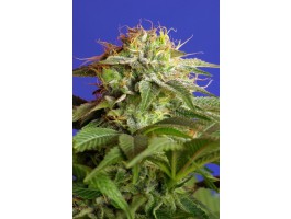 Green Poison FAST Version Feminized Marijuana Seeds