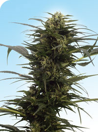 Guerrilla's Gusto Regular Cannabis Seeds