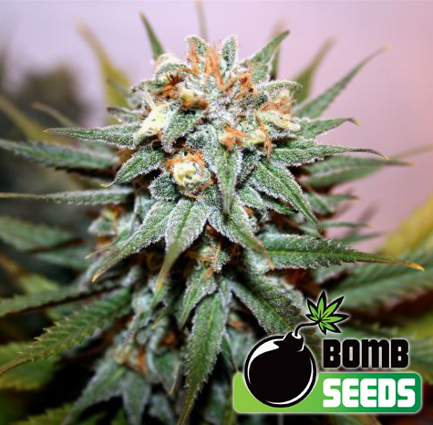 Hash Bomb Feminized Marijuana Seeds