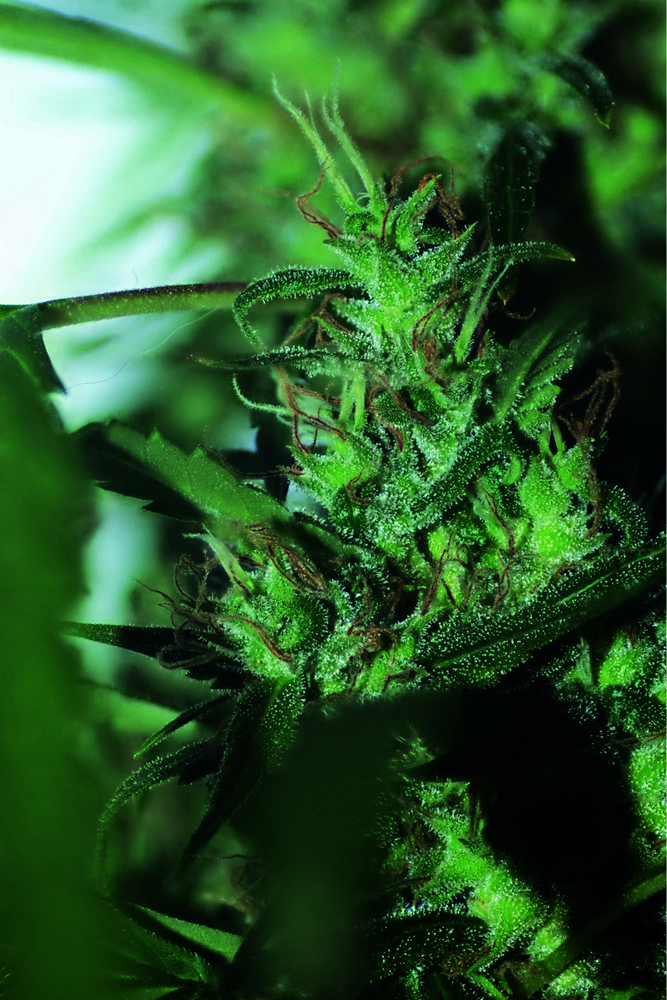 Hash Passion Regular Cannabis Seeds