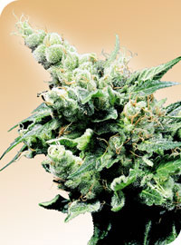 Hash Plant Regular Cannabis Seeds