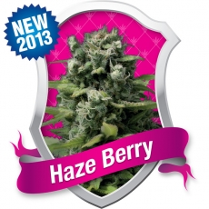 Haze Berry Feminized Marijuana Seeds