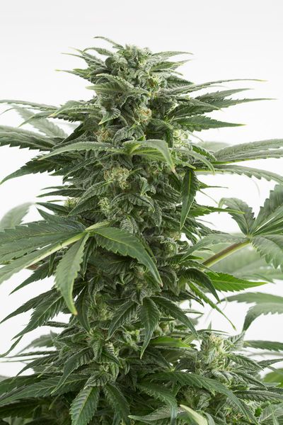 Haze XXL Autoflowering Feminized Marijuana Seeds