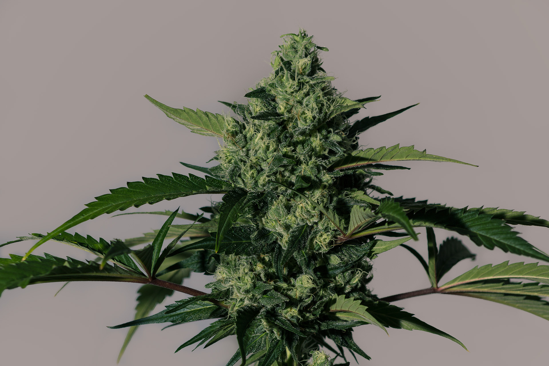 Hiydrow (HY-1) Feminized Marijuana Seeds