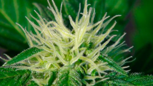 Ginger Punch (Hobbit) Automatic Feminized Marijuana Seeds