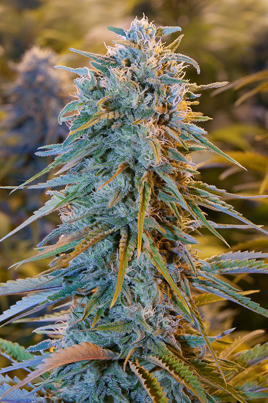 Blue Dream Feminized Marijuana Seeds