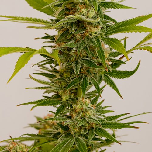 Sour Diesel #2 Feminized Marijuana Seeds