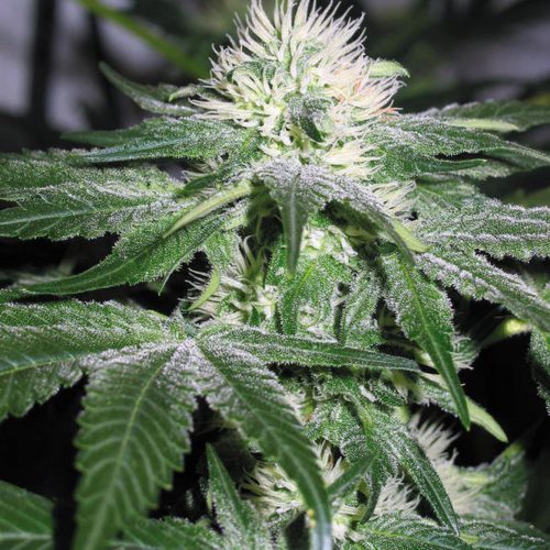 Ice Feminized Marijuana Seeds