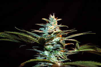 Ice Cool Feminized Marijuana Seeds