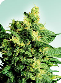 Shiva Shanti II Regular Cannabis Seeds