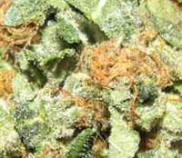 Critical Skunk Regular Cannabis Seeds