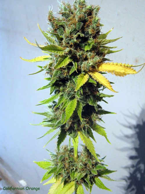 California Orange Feminized Marijuana Seeds