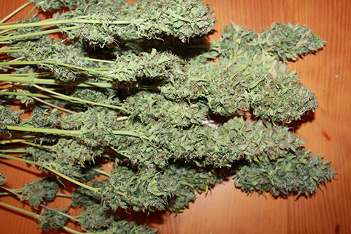 Amnesia Regular Cannabis Seeds