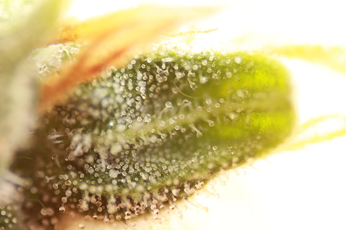 Auto Skunk #1 Feminized Marijuana Seeds