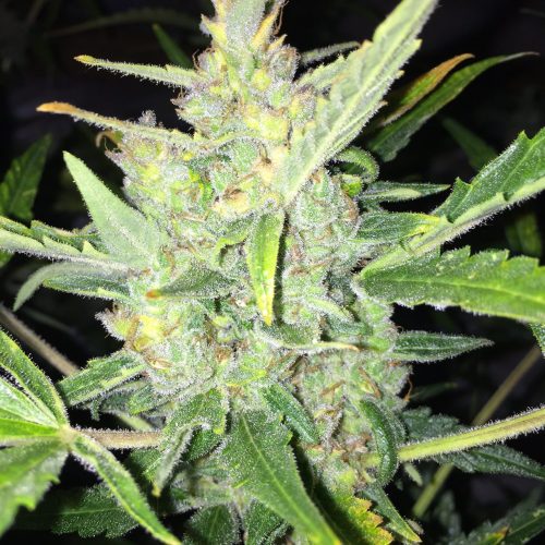 Auto White Widow x Big Bud Feminized Marijuana Seeds