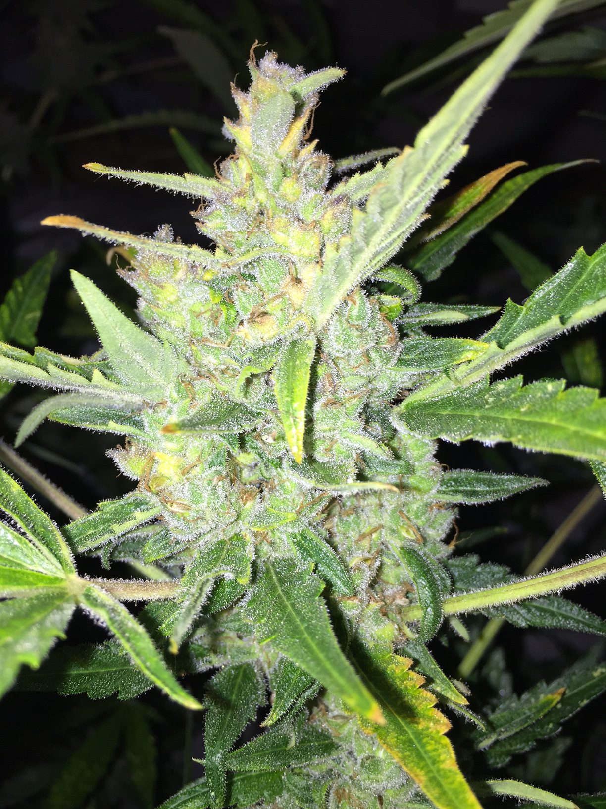 Auto White Widow x Big Bud Feminized Marijuana Seeds