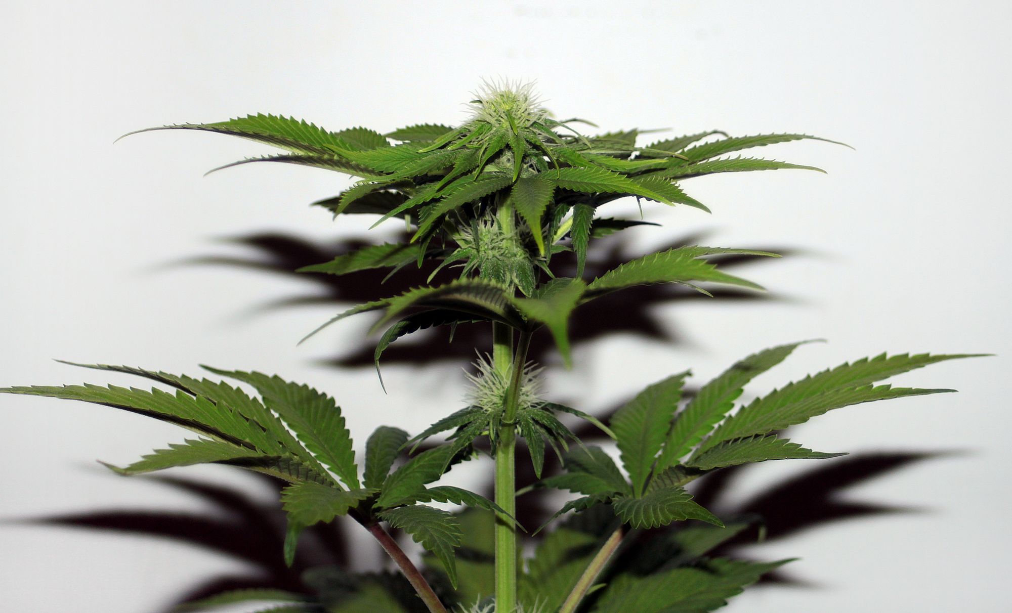 Seedsman CBD Hash Plant Feminized Marijuana Seeds