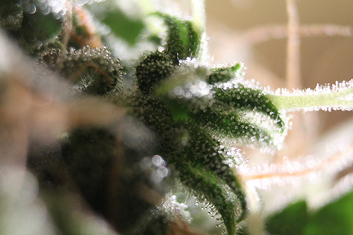 Auto Amnesia Feminized Marijuana Seeds