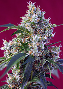 Indigo Berry Kush Feminized Marijuana Seeds