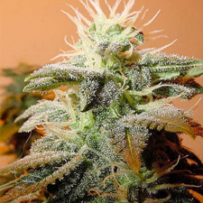 Indoor Mix Feminized Marijuana Seeds
