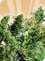 Indoor Mix Regular Cannabis Seeds