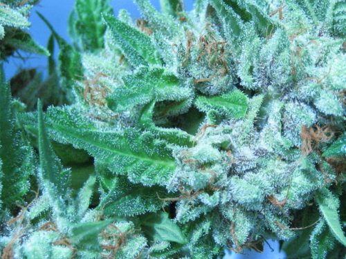 Jabba's Stash Regular Cannabis Seeds
