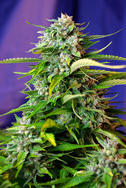 Jack 47 Auto Feminized Marijuana Seeds