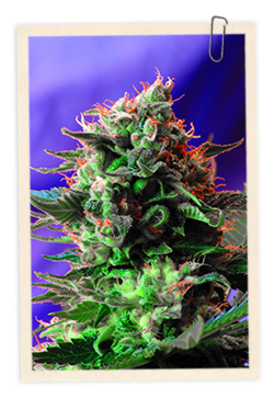 Jack 47 FAST Version Feminized Marijuana Seeds