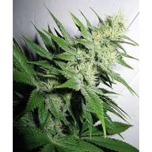 Jack Diesel Feminized Marijuana Seeds