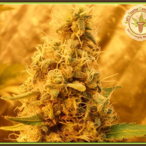 Jack Mist Tree Feminized Marijuana Seeds