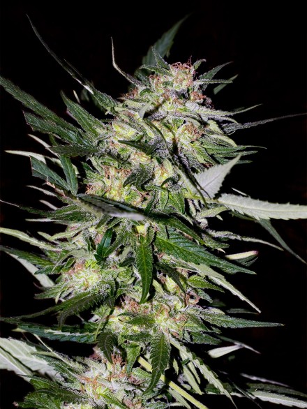 Jack Plant Feminized Marijuana Seeds