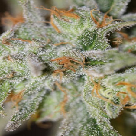 Jack Straw Regular Cannabis Seeds