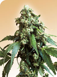 Jack Flash Regular Cannabis Seeds