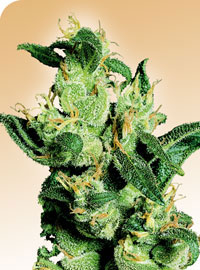 Jack Herer Regular Cannabis Seeds