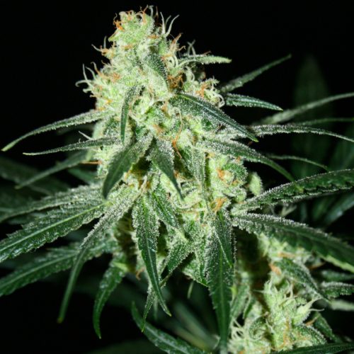 Jack O Nesia Regular Cannabis Seeds