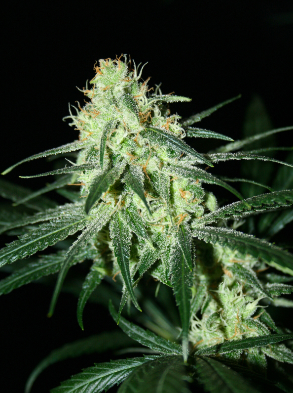 Jack O Nesia Regular Cannabis Seeds
