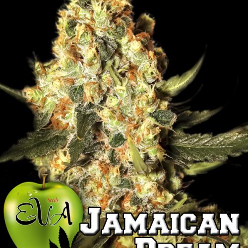 Jamaican Dream Feminized Marijuana Seeds