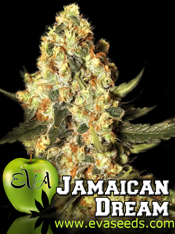 Jamaican Dream Feminized Marijuana Seeds