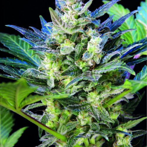Diesel Ryder Autoflowering Feminized Marijuana Seeds